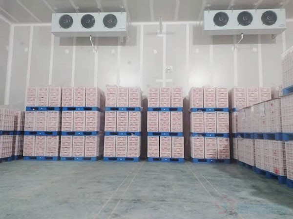 湖南水果气调冷库造价